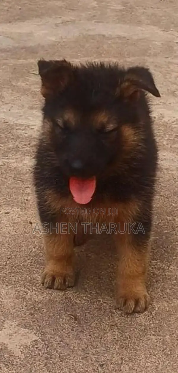 German shepherd