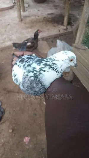 Pigeon