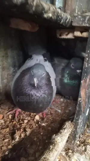 Gray Pigeon