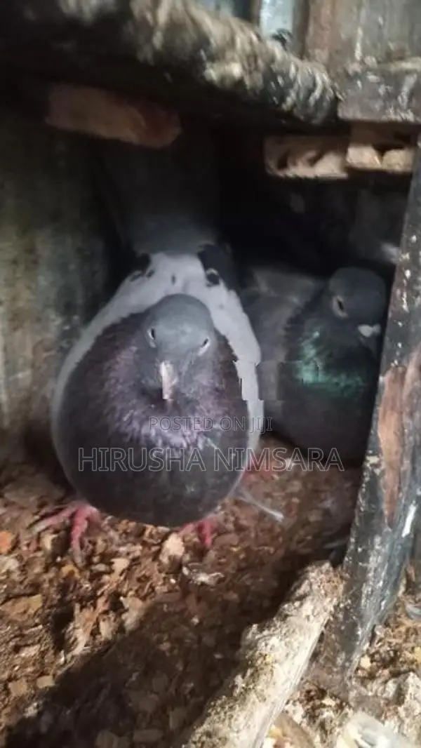 Gray Pigeon