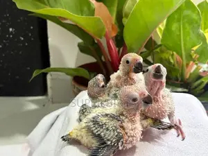 Sun Conure Chicks