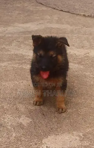 German shepherd