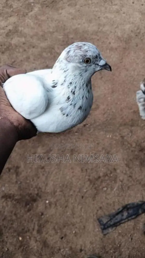 Pigeon