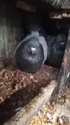 Gray Pigeon