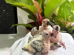 Sun Conure Chicks