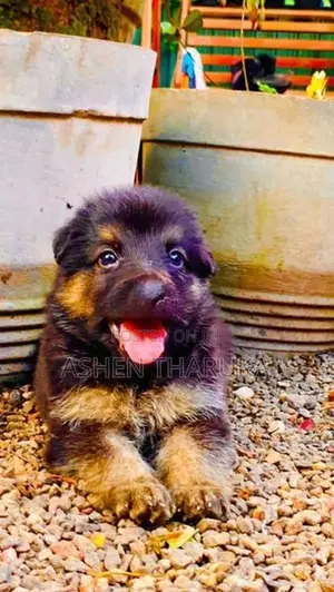 German shepherd