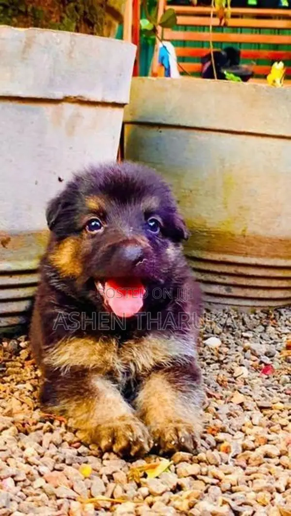 German shepherd