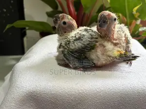 Sun Conure Chicks