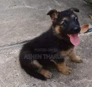 German shepherd