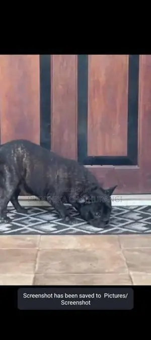 French Bull Dog