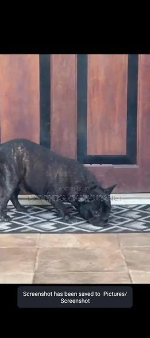 French Bull Dog