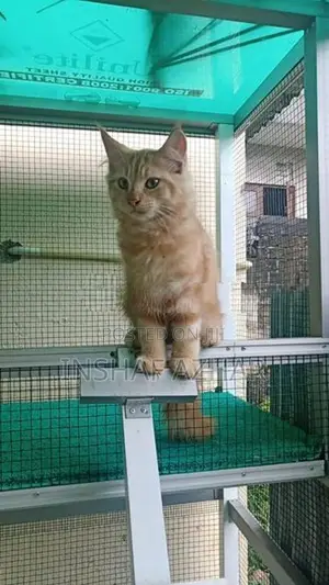 Cat Maine Coon Breed Kitten