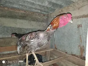 අලු කුකුලෙක්