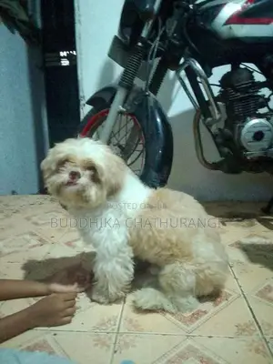 Sitzhu Puppy