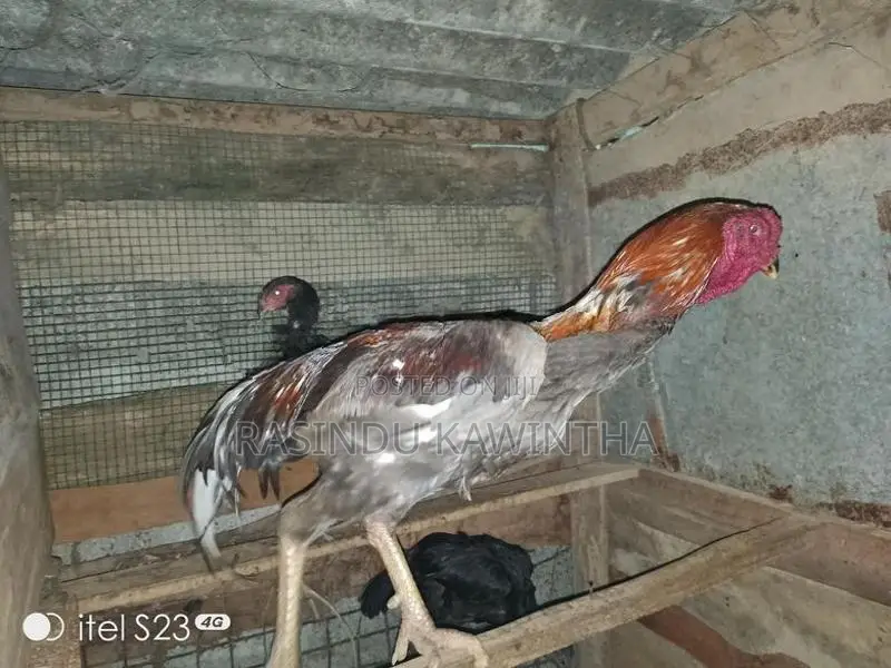 අලු කුකුලෙක්