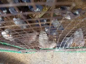 Farm chick