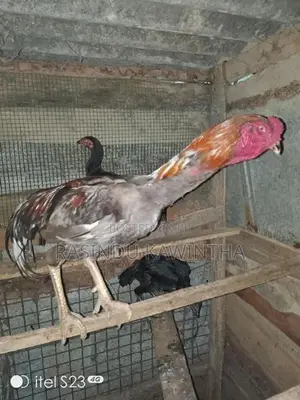 අලු කුකුලෙක්