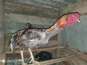 අලු කුකුලෙක්