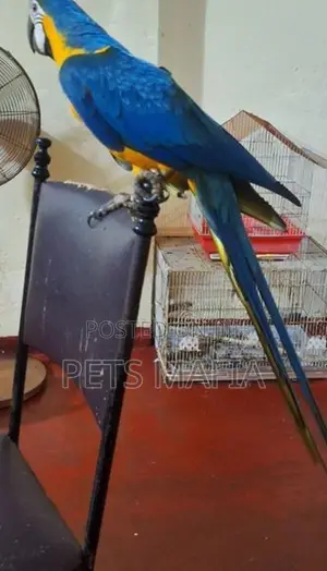 Blue Gold Macaw