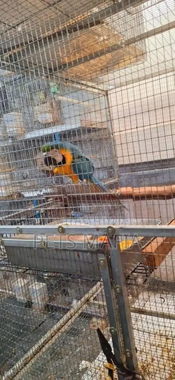 Blue Gold Macaw