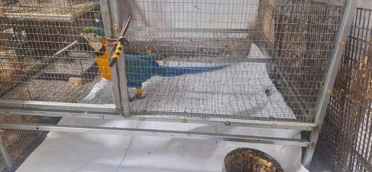 Blue Gold Macaw