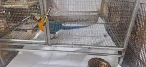 Blue Gold Macaw