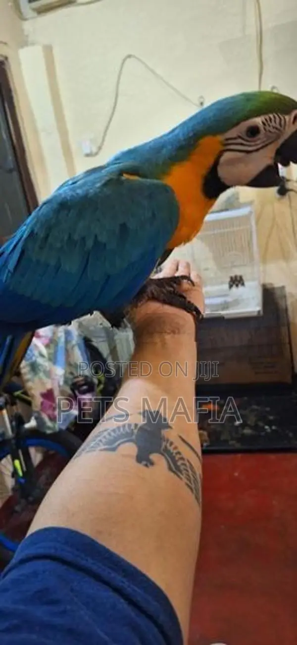 Blue Gold Macaw