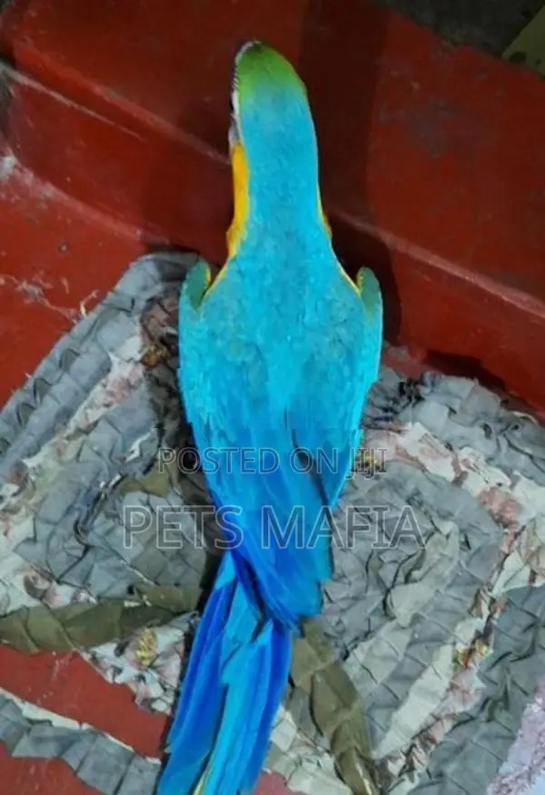 Blue Gold Macaw