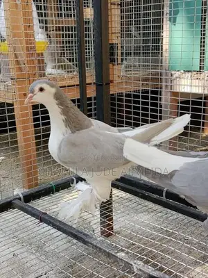 Jumbo Pigeon