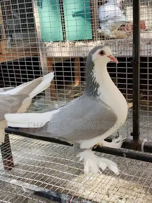 Jumbo Pigeon