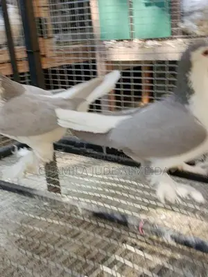 Jumbo Pigeon