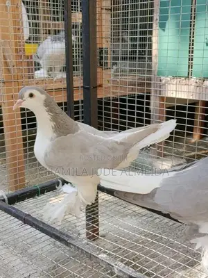 Jumbo Pigeon