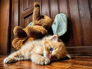 Persian Cat