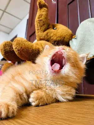 Persian Cat