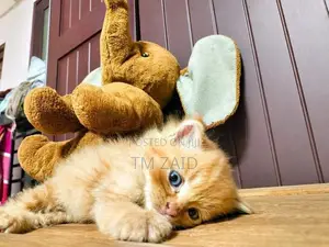 Persian Cat