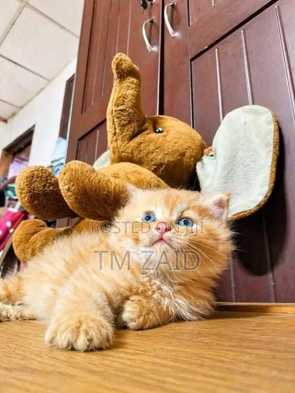 Persian Cat