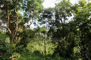 Land for Sale Bibile