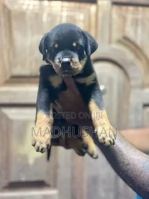 Rottweiler Puppies