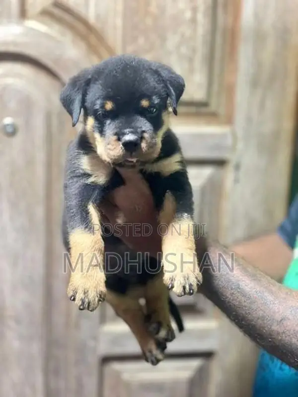 Rottweiler Puppies