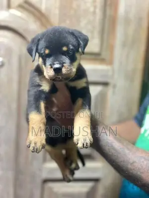 Rottweiler Puppies