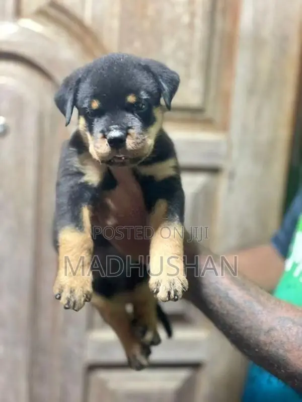 Rottweiler Puppies