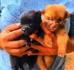 Mini Pomanerian Puppies
