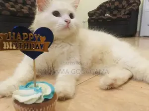 Persian Cat