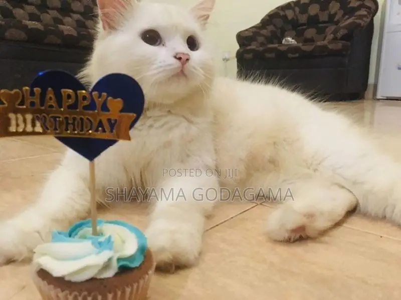 Persian Cat
