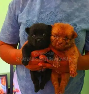 Mini Pomanerian Puppies