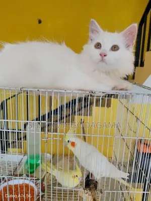 Persian Cat