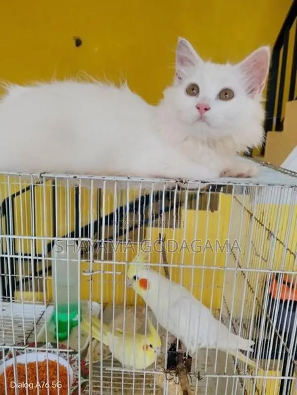 Persian Cat