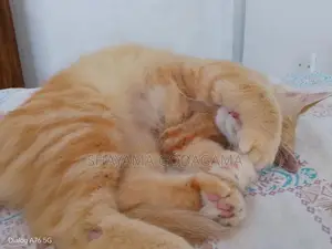 Persian Cat