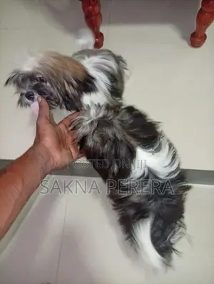 Shih Tzu Puppies