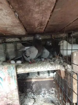 Pigeons